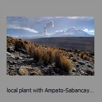 local plant with Ampato-Sabancaya complex behind